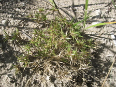 Munroa squarrosa