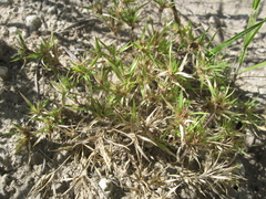 Munroa squarrosa