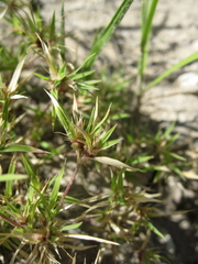 Munroa squarrosa