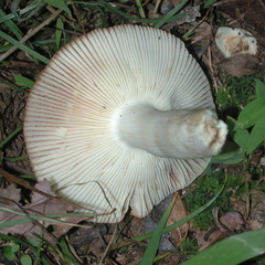 Russula grata