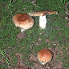 Russula grata