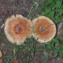 Russula grata