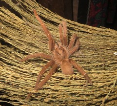 Pelinobius muticus