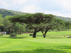 Vachellia sieberiana