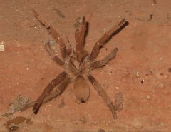 Pelinobius muticus
