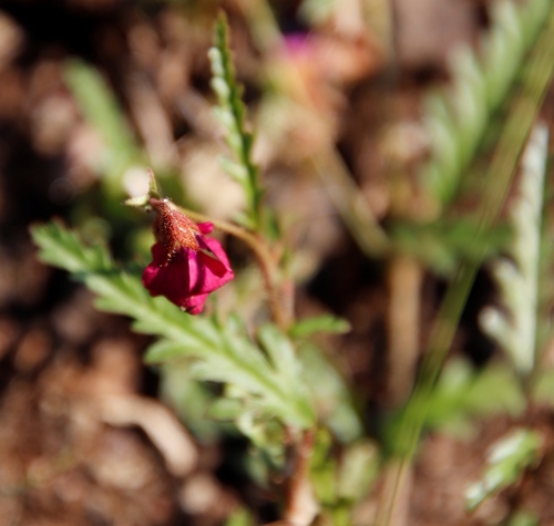 Image of Hermannia coccocarpa by (c) Tony Rebelo, some rights reserved (CC BY-SA)