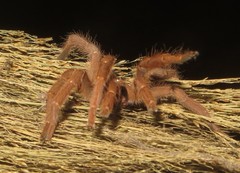Pelinobius muticus