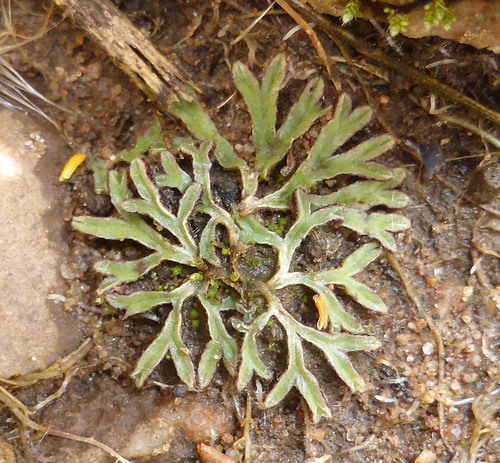 Riccia atropurpurea