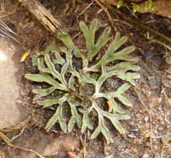 Riccia atropurpurea