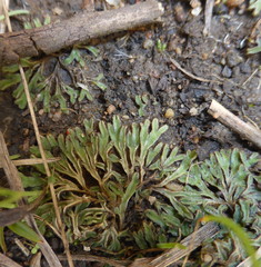 Riccia atropurpurea