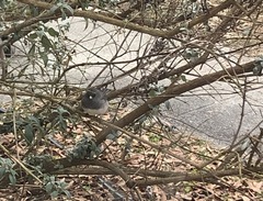 Junco hyemalis