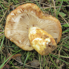 Russula mutabilis
