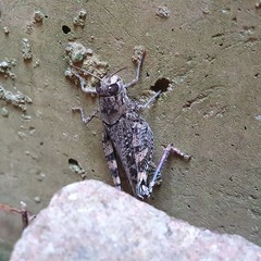 Calliptamus barbarus