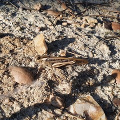 Locusta migratoria cinerascens
