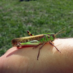 Locusta migratoria cinerascens