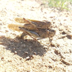 Locusta migratoria cinerascens