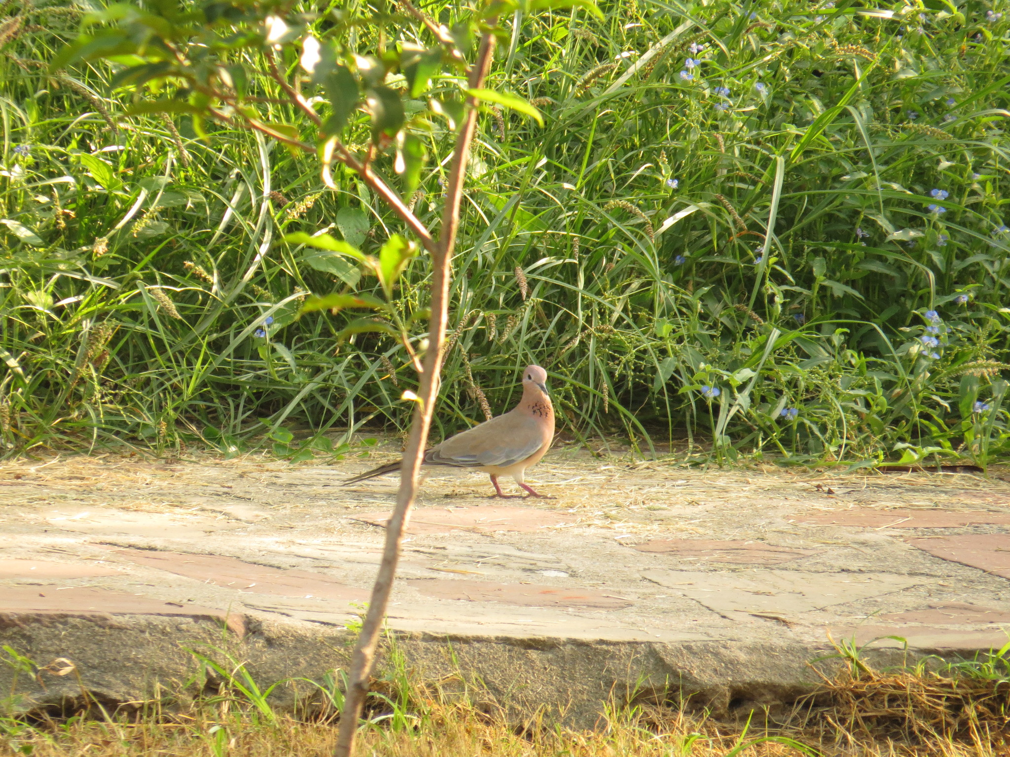 Laughing Dove