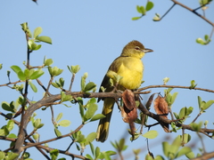 Chlorocichla flaviventris