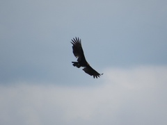 Cathartes melambrotus