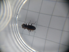 Notiophilus rufipes