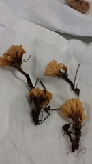 Tremellodendropsidaceae
