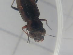 Notiophilus rufipes