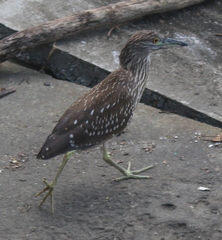 Nycticorax nycticorax