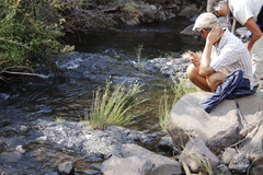 Gomphostigma virgatum