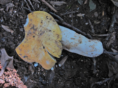 Russula ochroleucoides