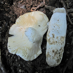 Russula ochroleucoides