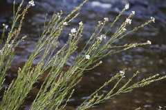 Gomphostigma virgatum