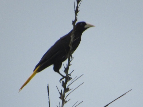 Crested Oropendola
