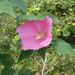 Eastern Rosemallow - Photo (c) Samuel Brinker, some rights reserved (CC BY-NC), uploaded by Samuel Brinker