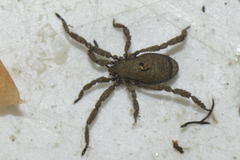 Anelasmocephalus cambridgei