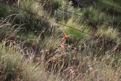 Gladiolus saundersii