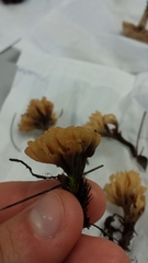 Tremellodendropsidaceae
