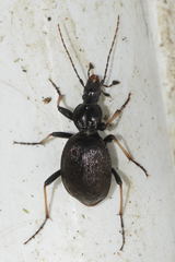 Cychrus attenuatus
