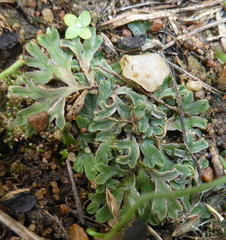 Riccia atropurpurea