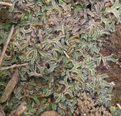 Riccia atropurpurea