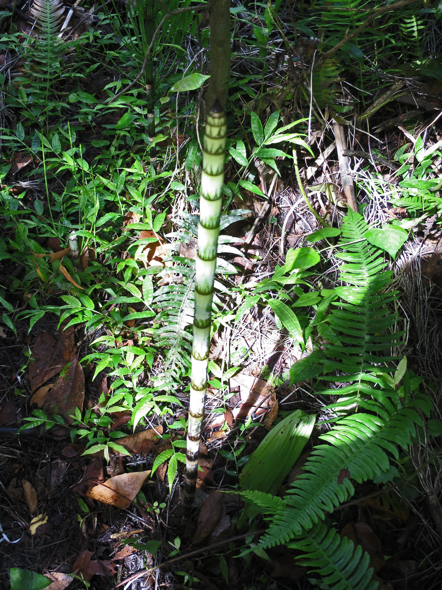 Equisetum giganteum image