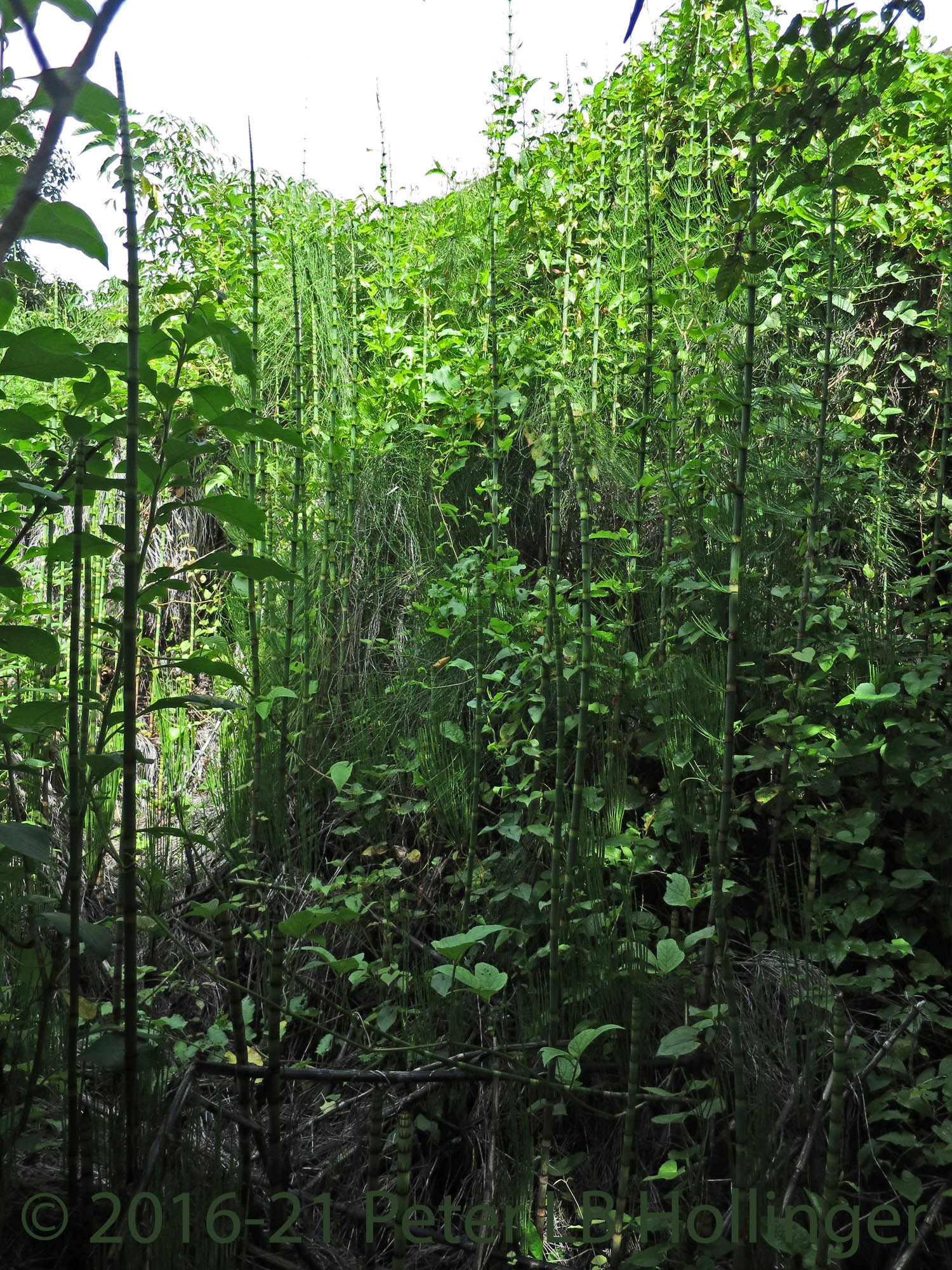 Equisetum giganteum image