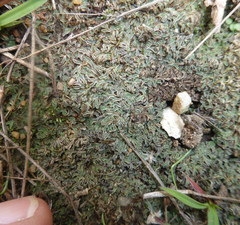 Riccia atropurpurea