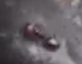 Crematogaster mimosae
