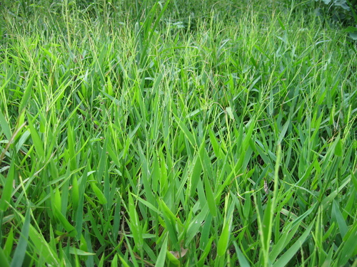 Urochloa platyphylla iNat (1)