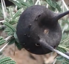 Crematogaster mimosae