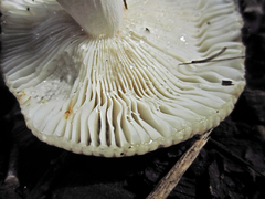 Russula pectinatoides