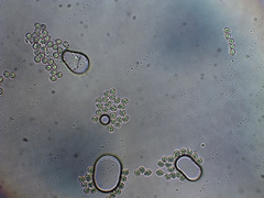 Russula pectinatoides