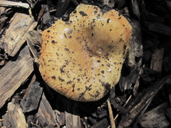 Russula pectinatoides