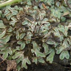Riccia atropurpurea