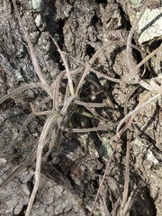 Tillandsia recurvata image